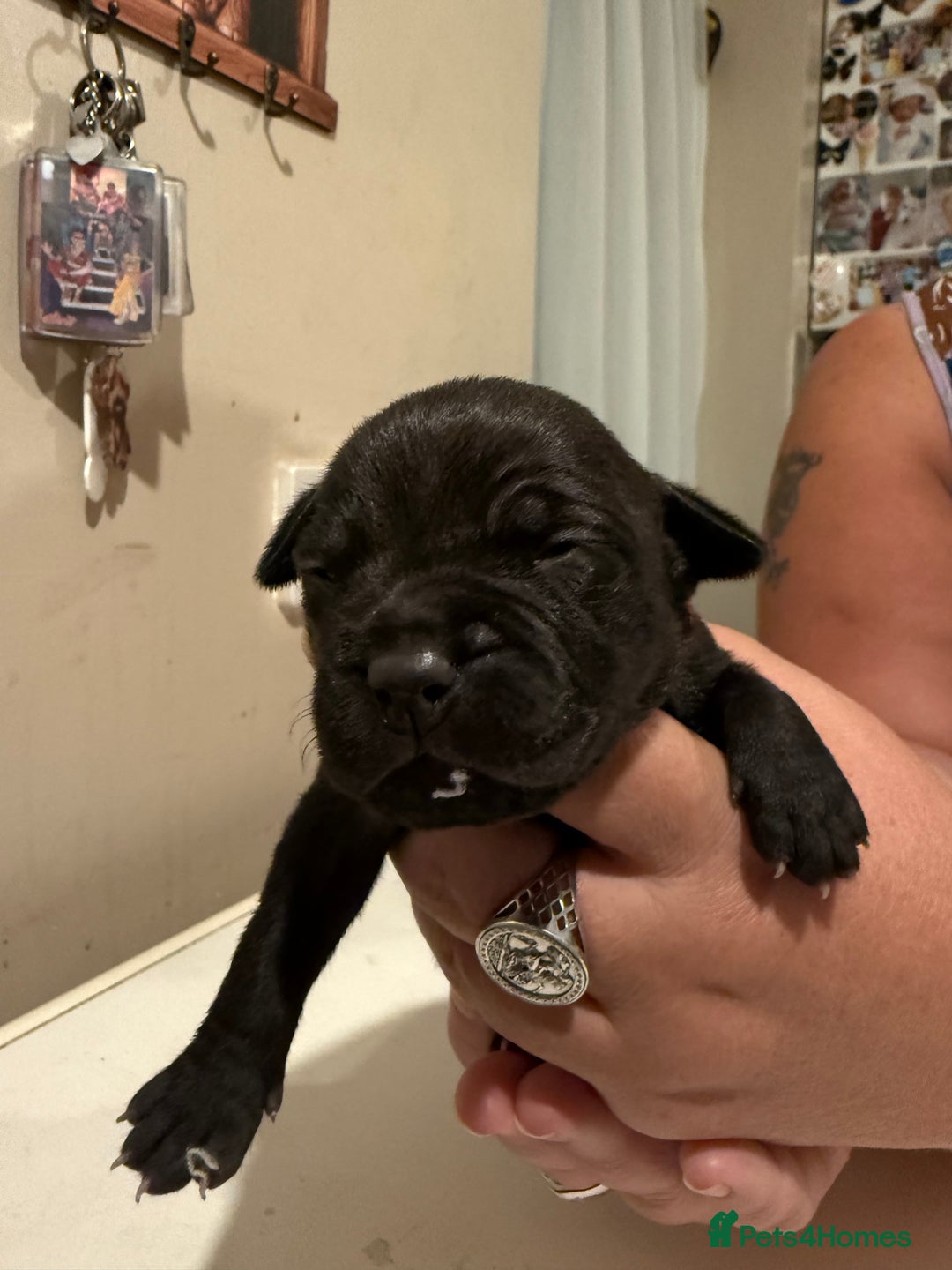 Staffordshire Bull Terrier dogs for sale: Staffordshire Bull Terrier Puppies for Sale - Advert 13