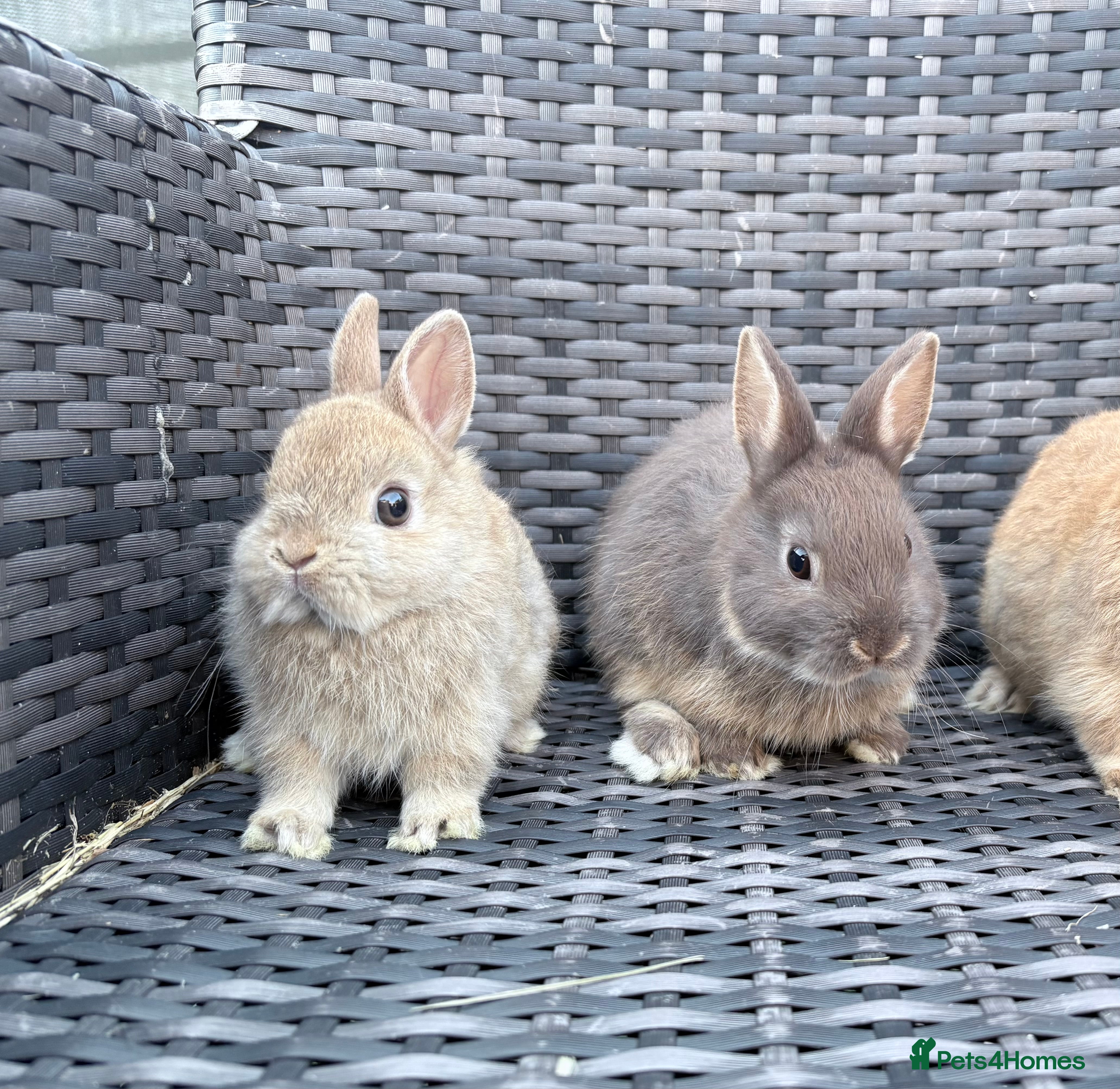Netherland Dwarf rabbits 2 male netherland dwarf bunnies  - Advert 9