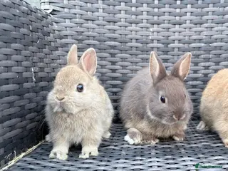 Netherland Dwarf rabbits 2 male netherland dwarf bunnies - Advert 9