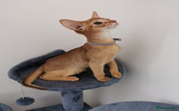 Abyssinian cats for sale: Available NOW 🤩Abyssinian kittens 😍 in Lincoln - Image 19