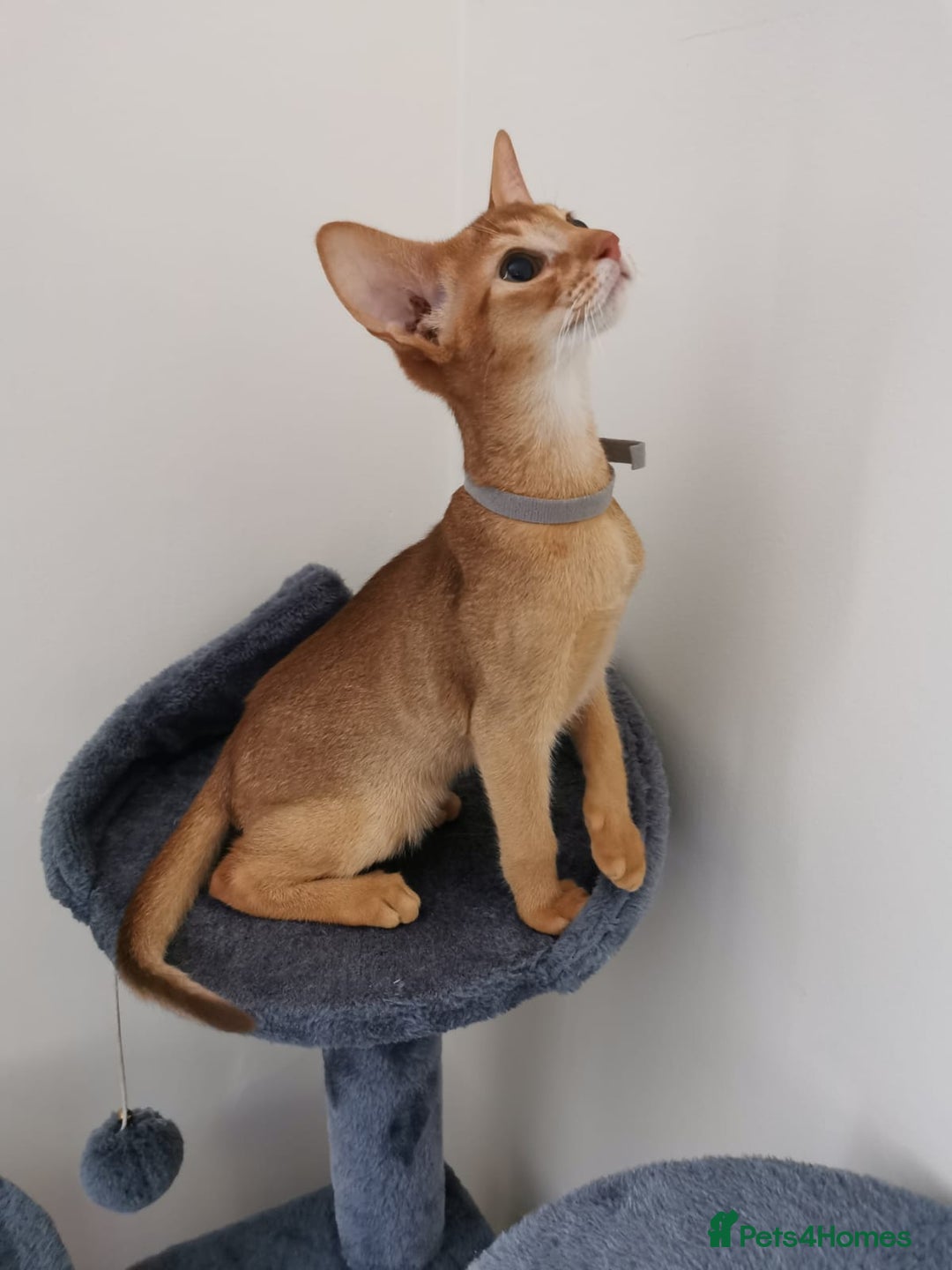 Abyssinian cats for sale: Available NOW 🤩Abyssinian kittens 😍 in Lincoln - Image 19
