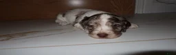Cocker Spaniel dogs for sale: Working cocker spaniel puppies  - Advert 25