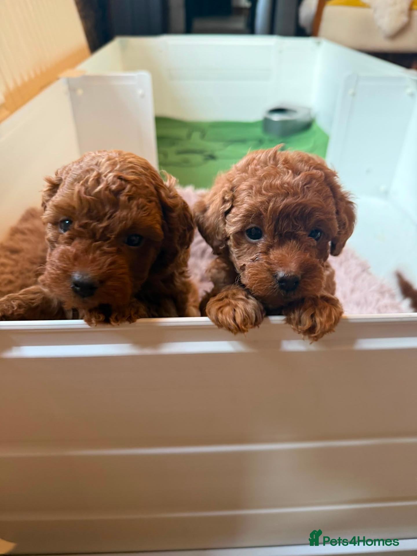 Yorkiepoo dogs F1B Yorkiepoo Puppies - Miniature Teddy Bears  - Advert 1