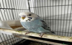 Budgerigars birds for sale: 2x budgies for sale  - Advert 2