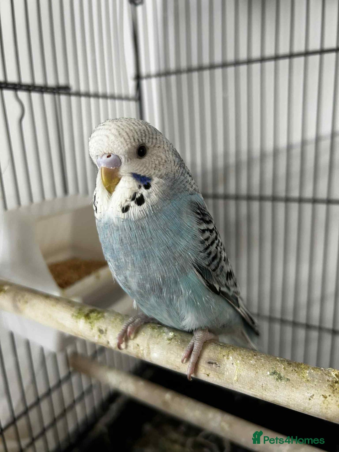 Budgerigars birds for sale: 2x budgies for sale  - Advert 2