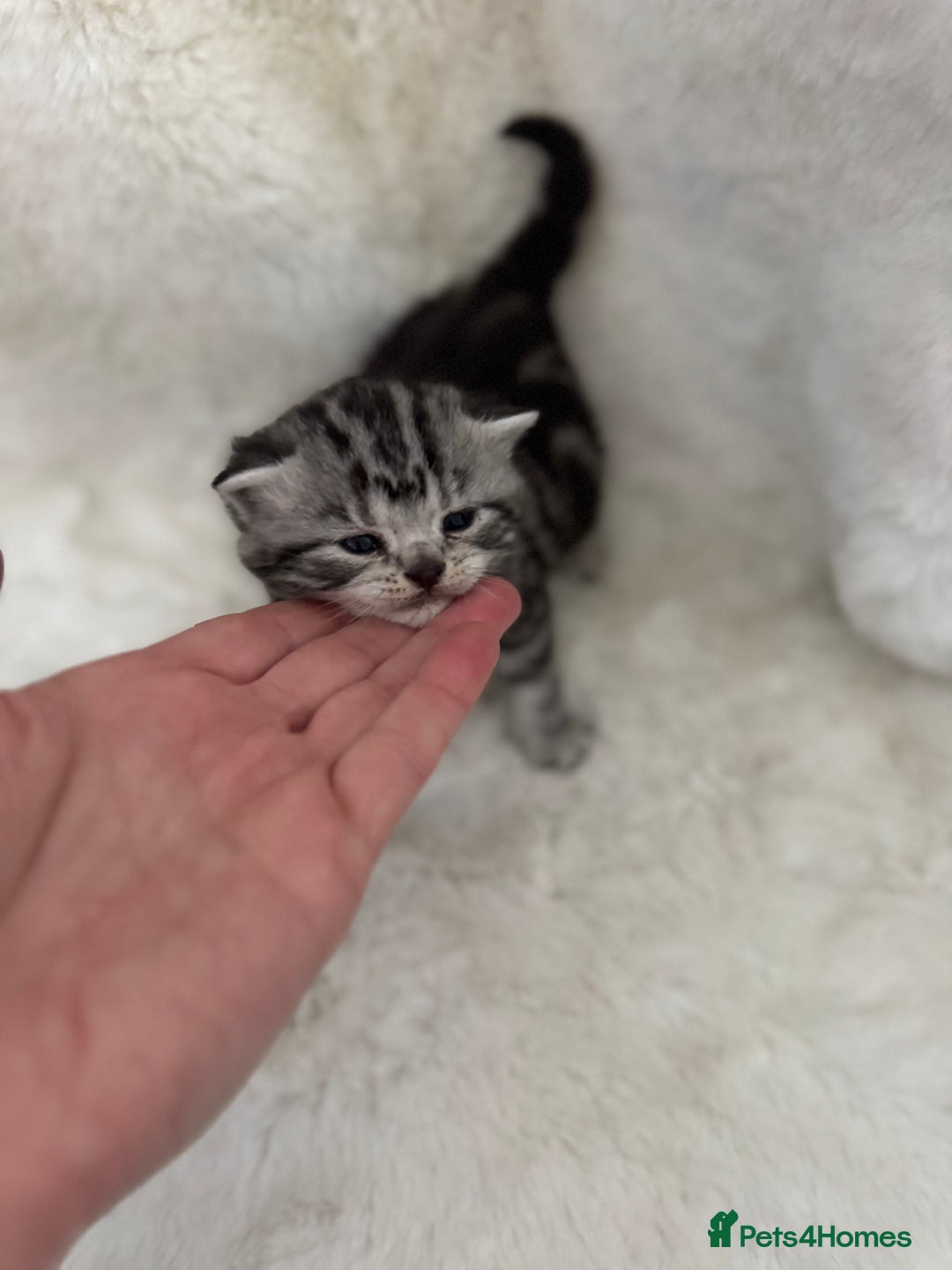 British Shorthair cats for sale: GCCF British shorthair silver tabby kittens  - Image 2