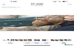 Chihuahua dogs for sale: 2 chihuahuas for sale  - Image 2
