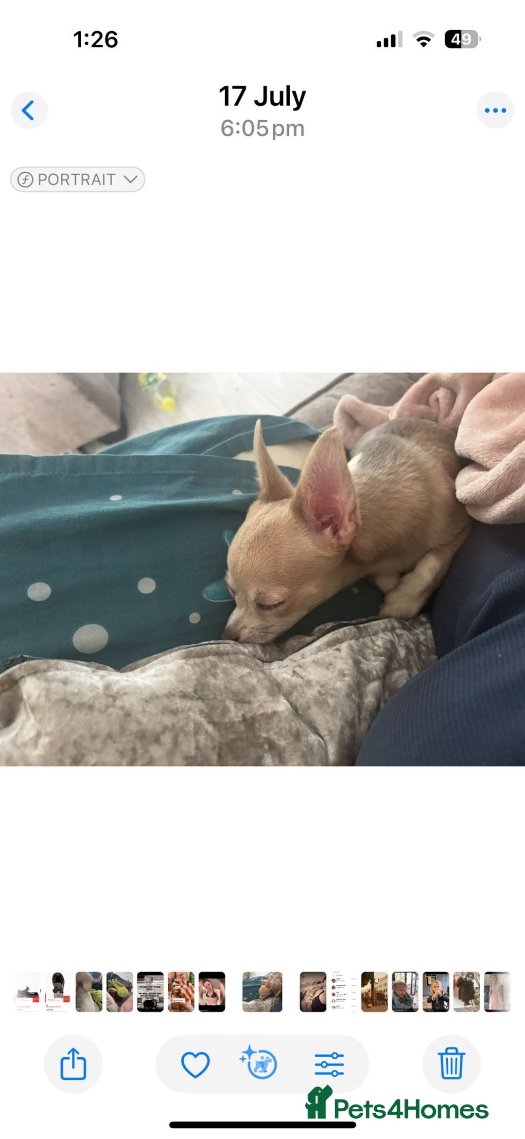 Chihuahua dogs for sale: 2 chihuahuas for sale  - Image 2