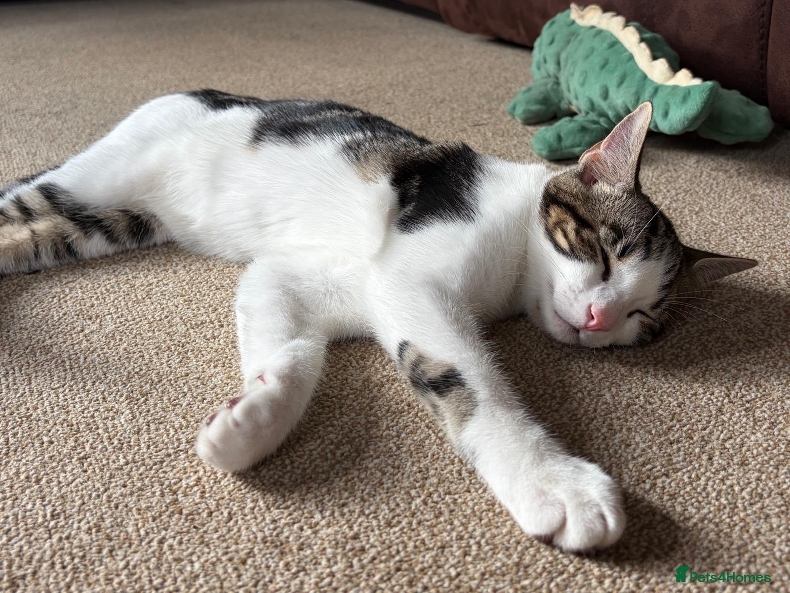 Domestic Shorthair cats 3 male kittens for sale - Advert 2