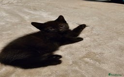 Domestic Shorthair cats for sale: Kitten for sale - Image 2