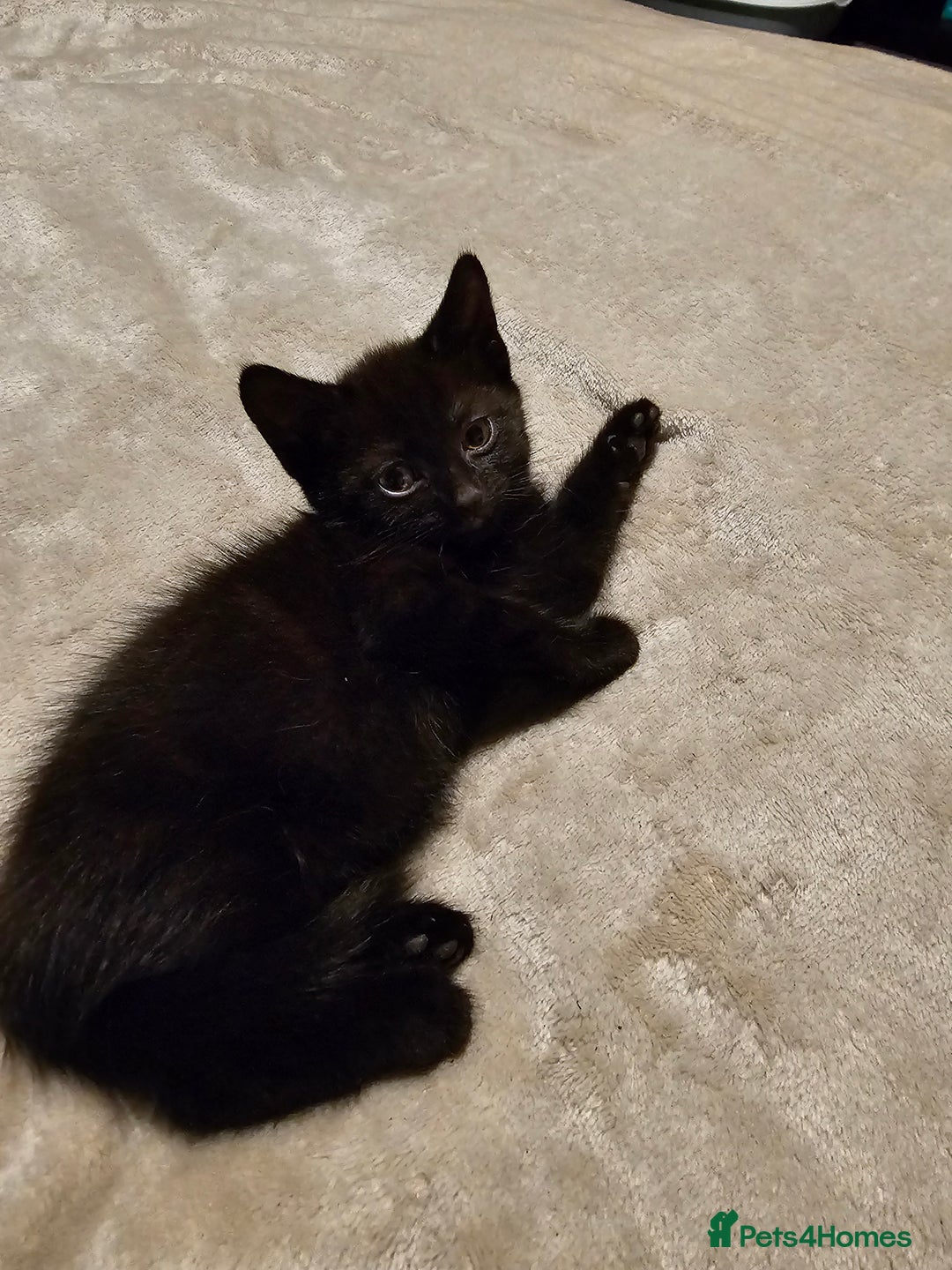 Domestic Shorthair cats for sale: Kitten for sale - Image 2