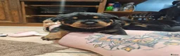 Rottweiler dogs for sale: Beautiful Show Quality Rottweiler Puppies - Advert 5