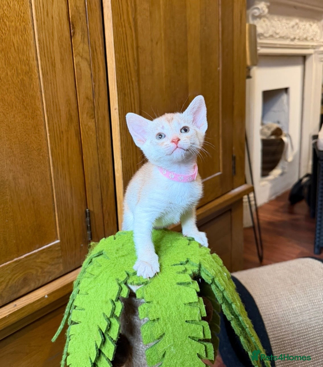 Abyssinian cats 🏆✨ Beautiful Silver Sorrel Abyssinian  ✨🏆❤️ - Advert 1