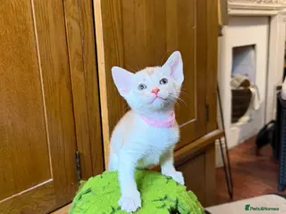 Abyssinian cats 🏆✨ Beautiful Silver Sorrel Abyssinian ✨🏆❤️ - Advert 1