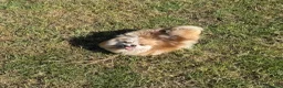 Pomeranian dogs for sale: Petite Adult Chocolate Merle Pomeranian 2.8kg  - Advert 7