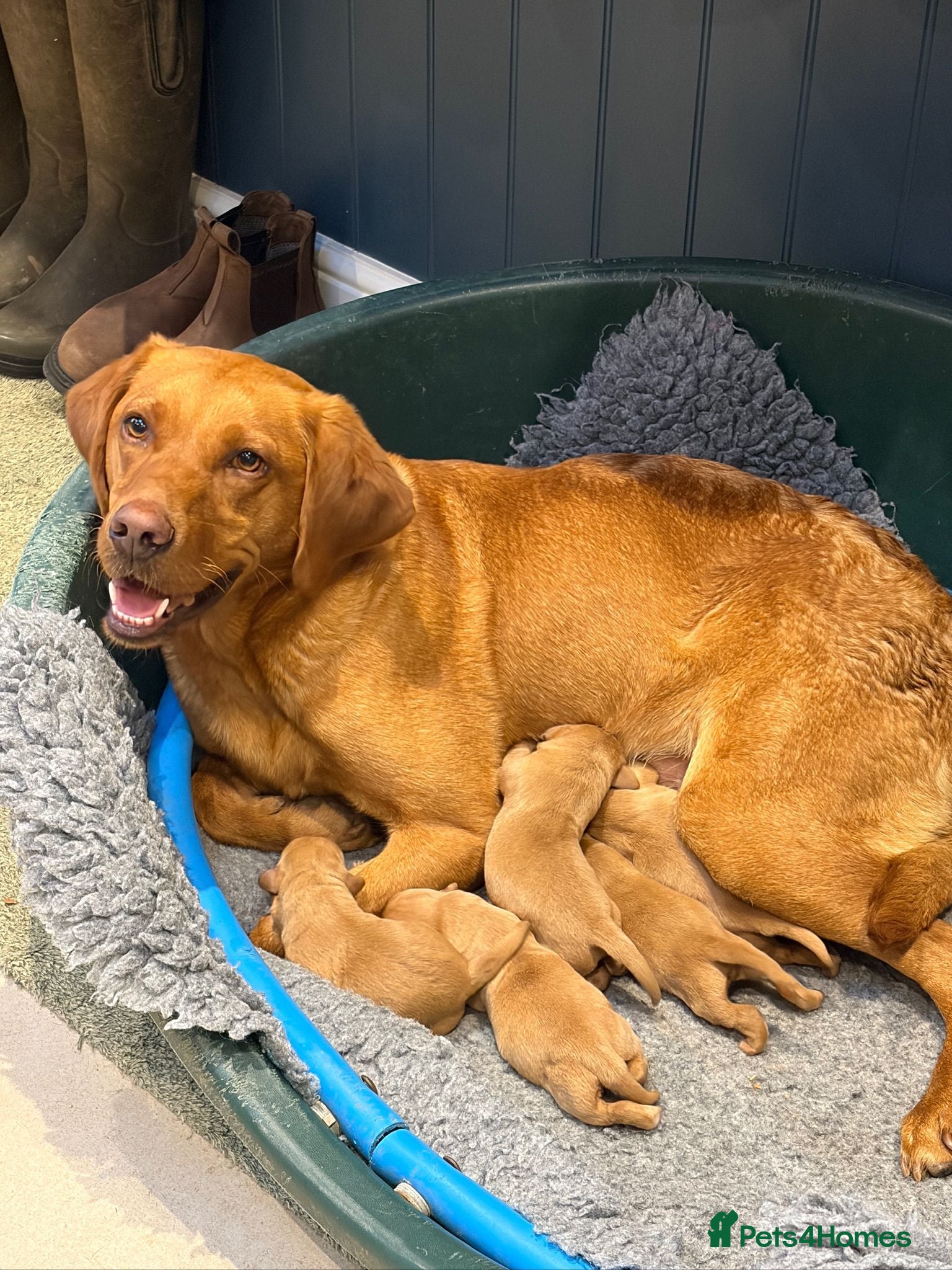 Labrador Retriever dogs Gorgeous Fox Red Labrador Puppies - KC Reg. - Advert 2