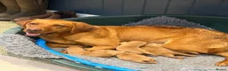 Labrador Retriever dogs for sale: Gorgeous Fox Red Labrador Puppies - KC Reg. - Advert 2