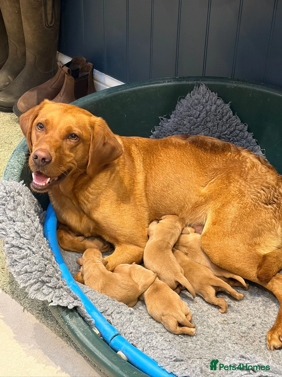 Labrador Retriever dogs for sale: Gorgeous Fox Red Labrador Puppies - KC Reg. - Advert 2