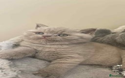 British Shorthair cats for sale: Beautiful British Shorthair Kittens  - Image 5