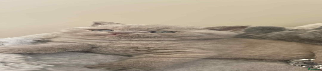 British Shorthair Kitten 1