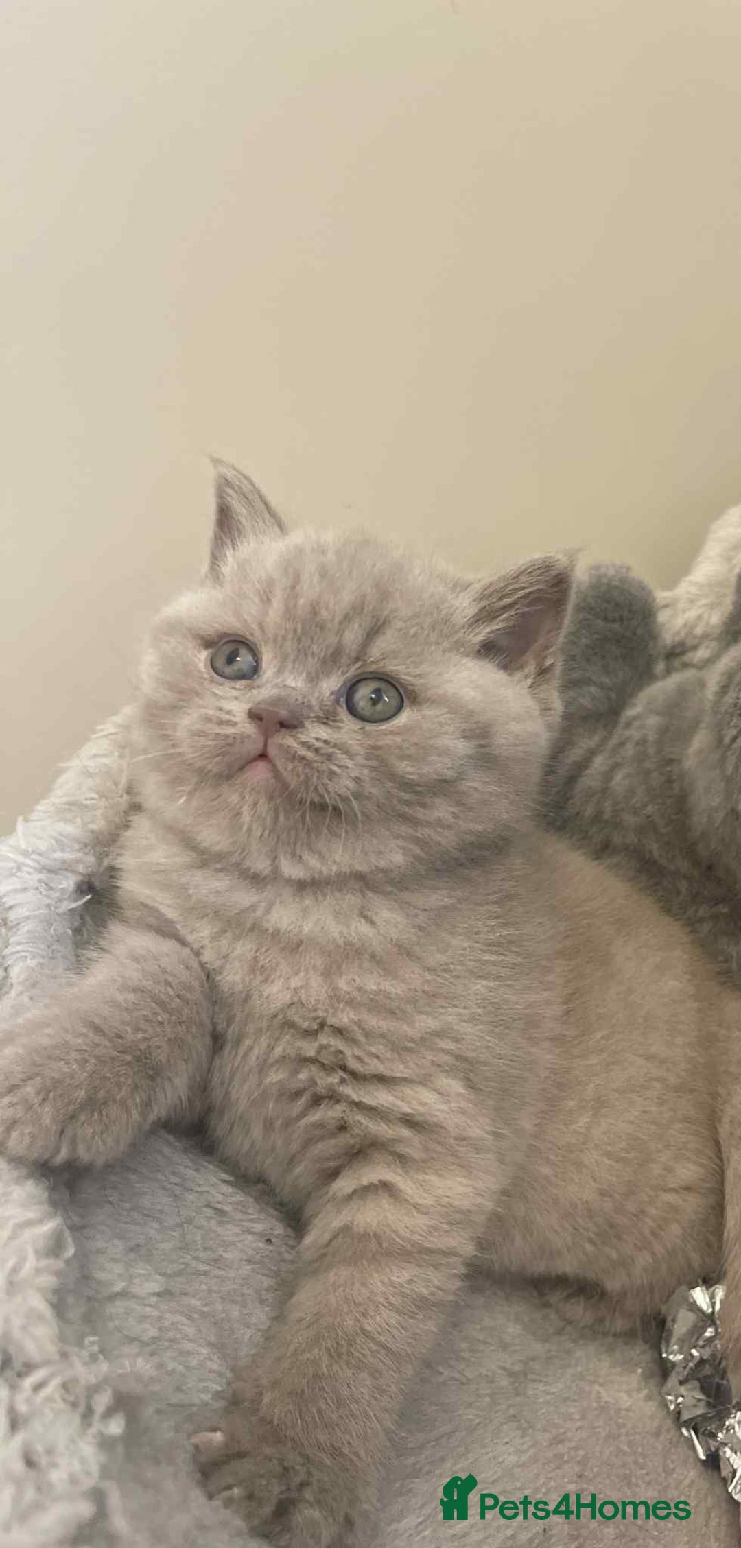 British Shorthair cats for sale: Beautiful British Shorthair Kittens  - Image 5