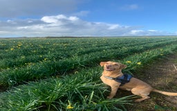 Labrador Retriever dogs for sale: My Boy Lenny - Labrador  - Image 3
