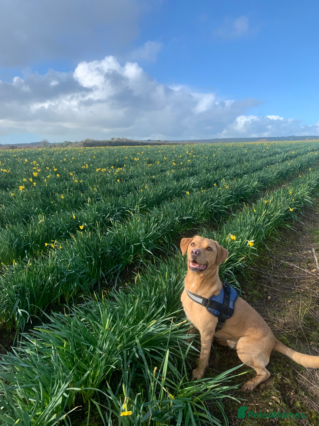 Labrador Retriever dogs for sale: My Boy Lenny - Labrador  - Image 3