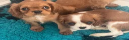 Cavalier King Charles Spaniel dogs for sale: Red full breed cavalier boys  - Advert 13