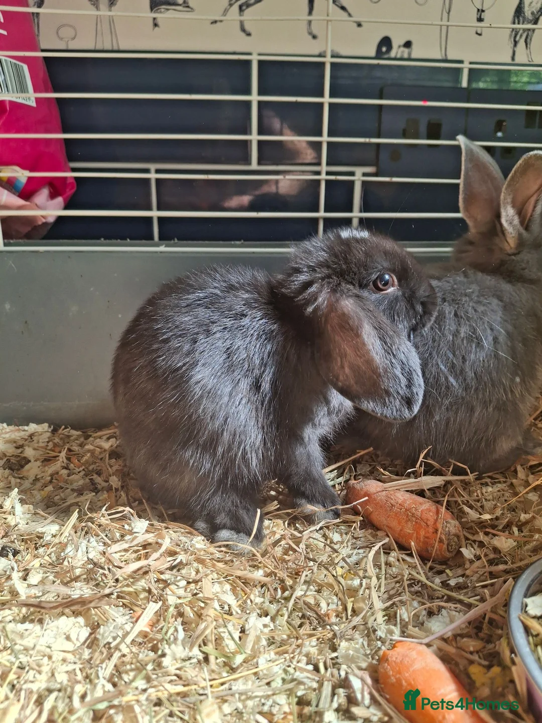 Mini Lop rabbits for sale: Stunning mini lops - Advert 2