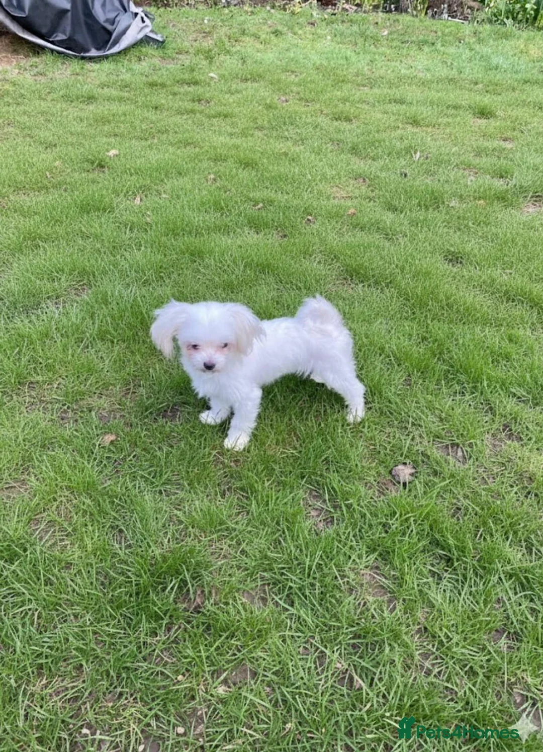 Maltese dogs for sale: Loving Home Wanted for Sweet Maltese Girl - Advert 6