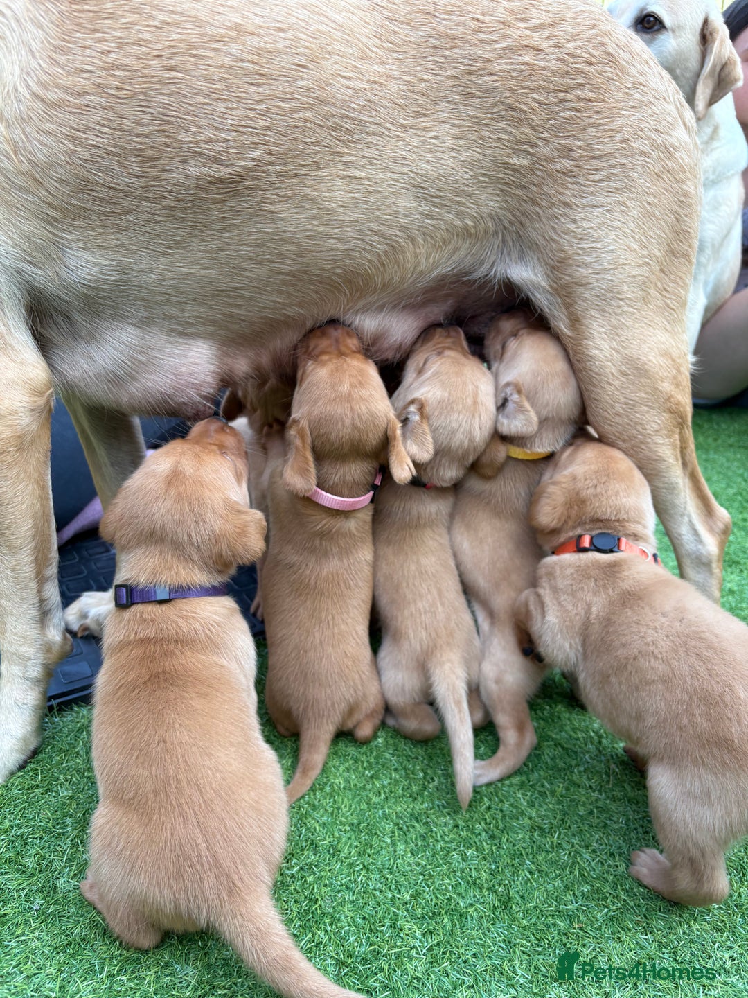 Labrador Retriever dogs for sale: Stunning Fox Red Labrador puppies  - Image 34