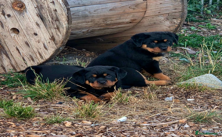 Rottweiler dogs - Advert 16