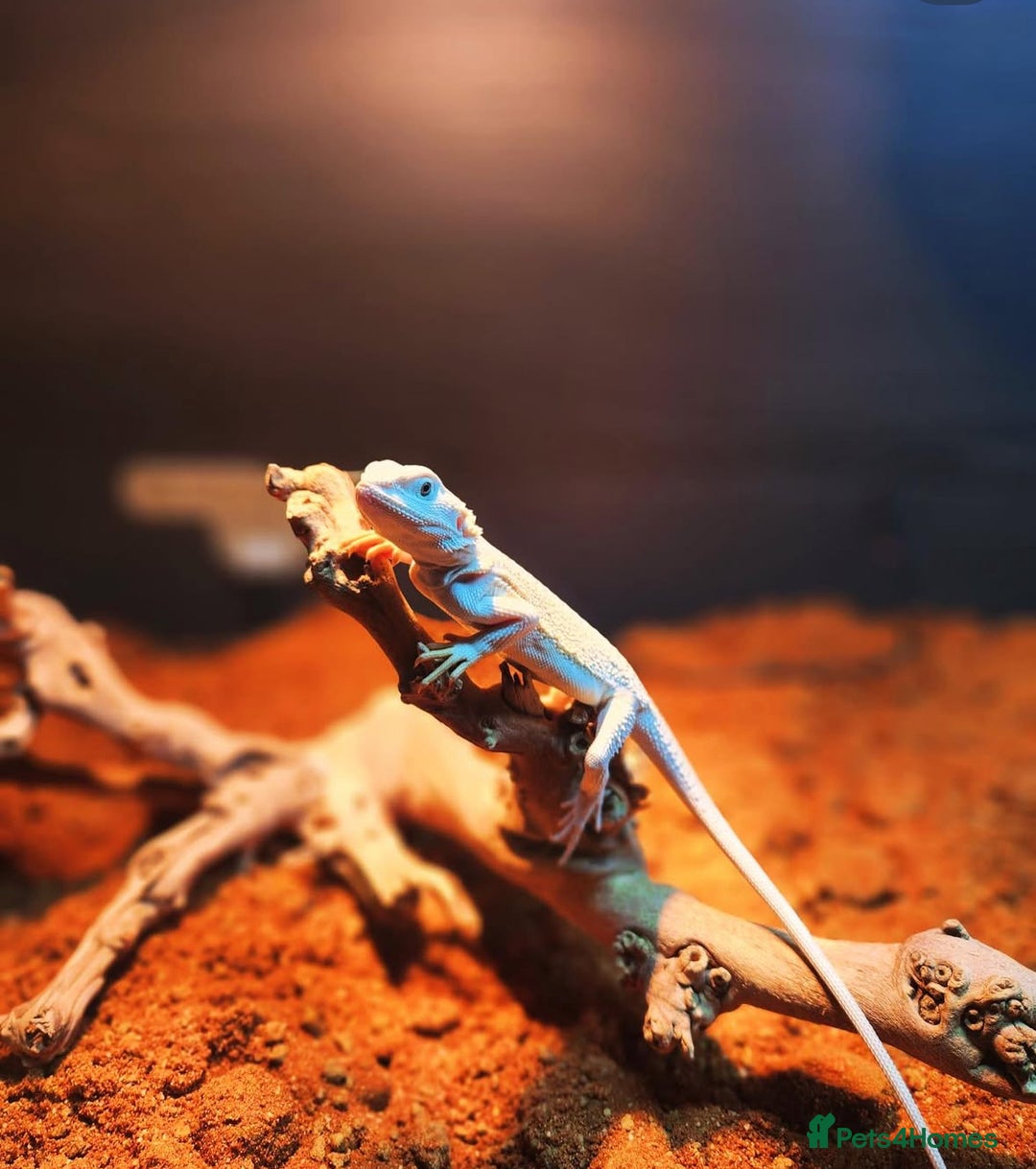 Bearded Dragon reptiles for sale: Two bearded dragons for sale - Advert 7