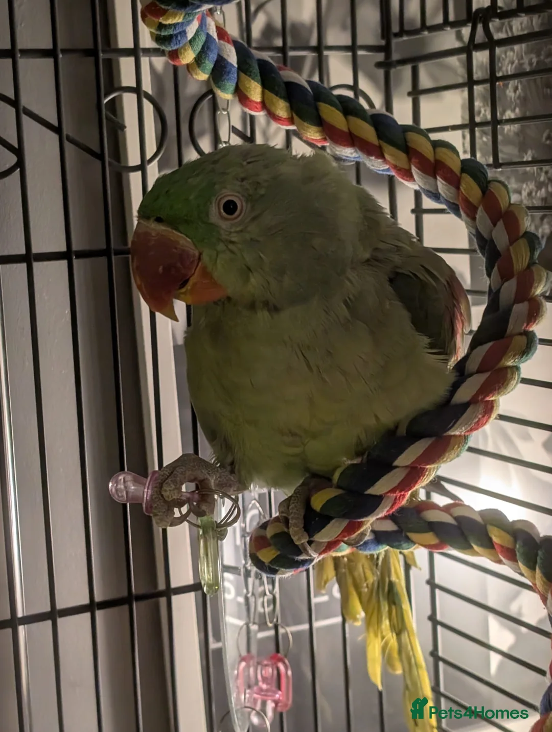 Parakeets birds for sale: Alexandrine parrot  - Advert 2