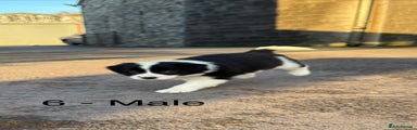 Border Collie Puppy 6