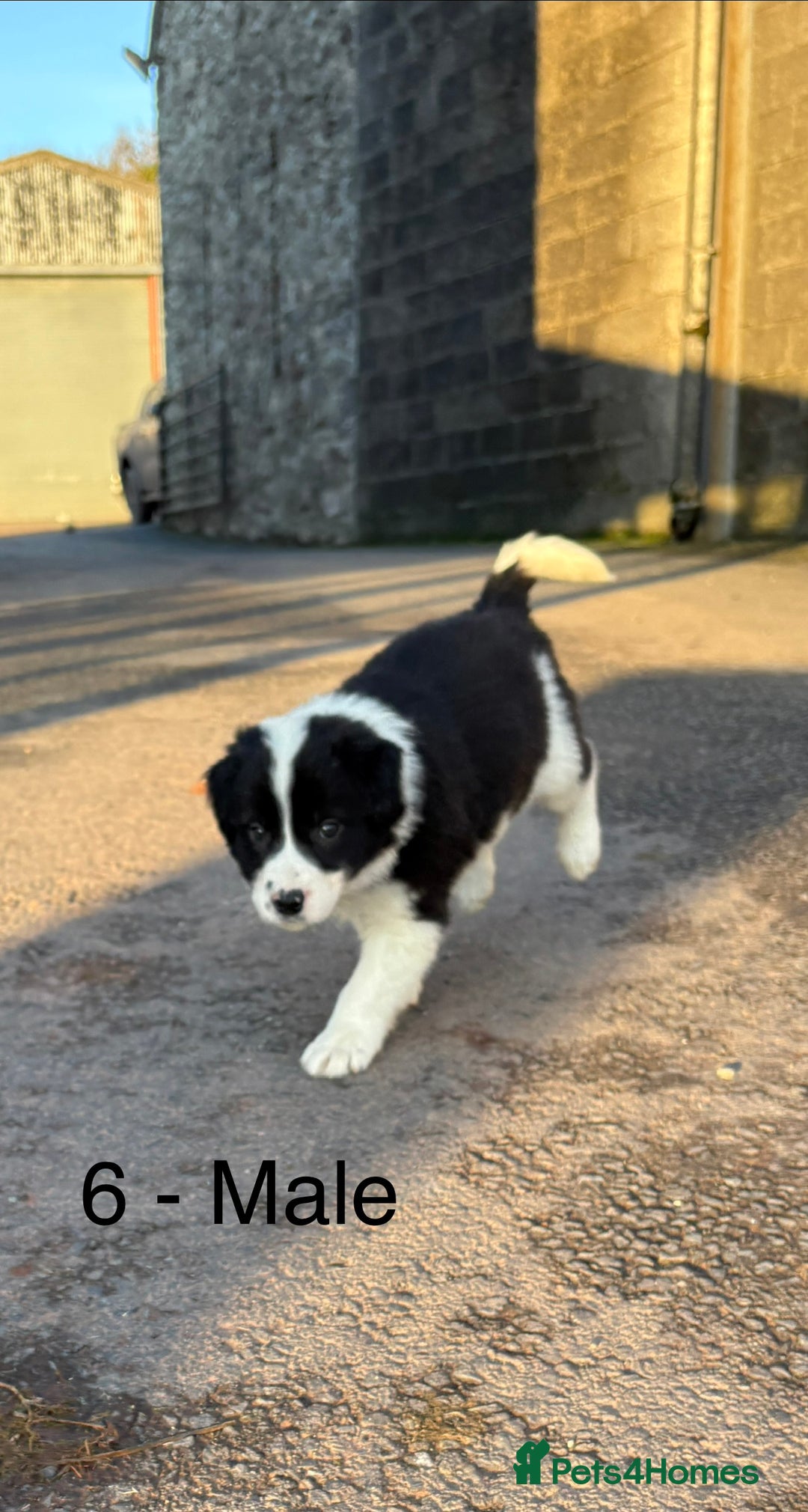 Border Collie dogs for sale: Beautiful Collie Pups - Ready for  **  - £895 - Advert 6