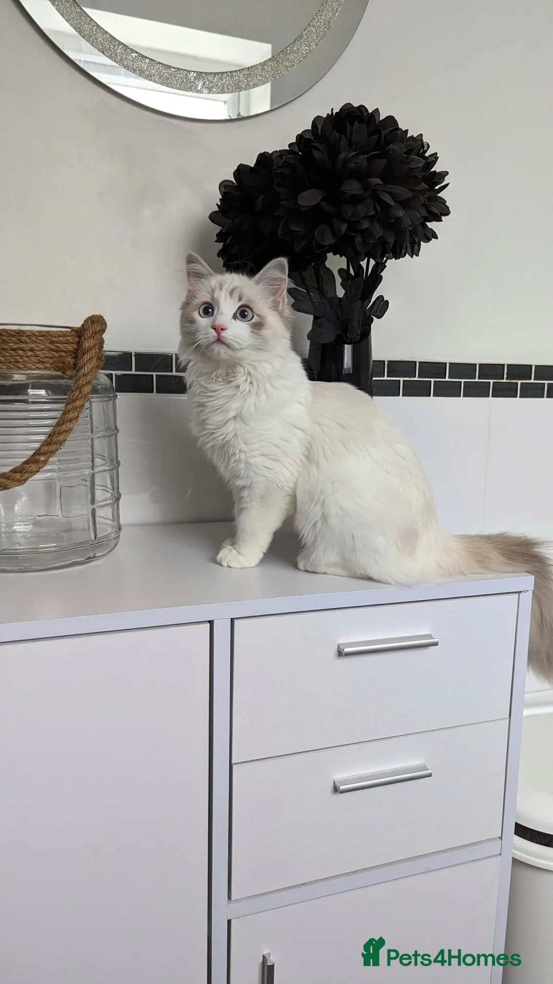 Ragdoll cats for sale: Beautiful Female Ragdoll Looking for a Loving Home - Advert 10