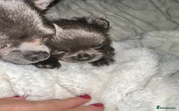 Chihuahua dogs for sale: chihuahua pups for sale  - Image 4