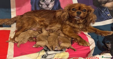 Cavapoo dogs Stunning F1 cavapoos  - Advert 14