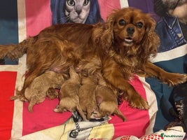 Cavapoo dogs Stunning F1 cavapoos - Advert 6