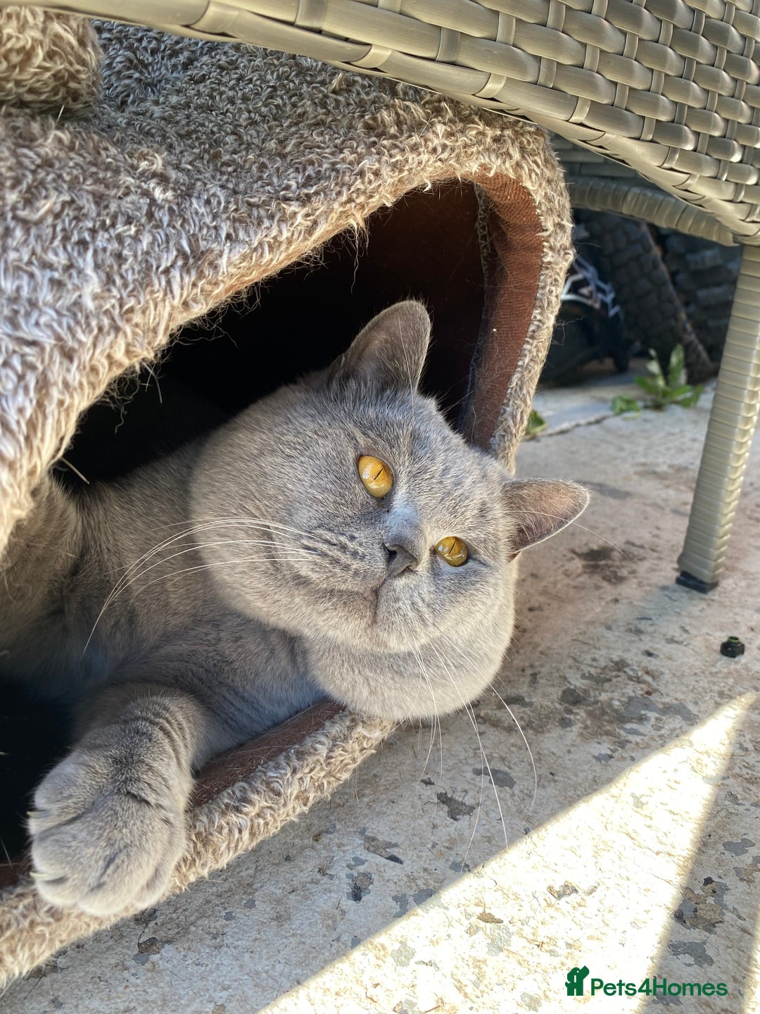 British Shorthair cats for stud: 💙 BIG BLUE STUD EAST MIDLANDS 💙 in Derby - Image 10