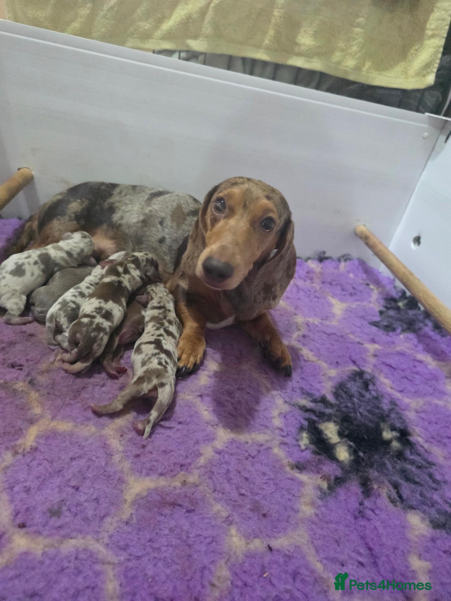 Miniature Dachshund dogs 🤍miniture dachshund puppys🤍 - Advert 5