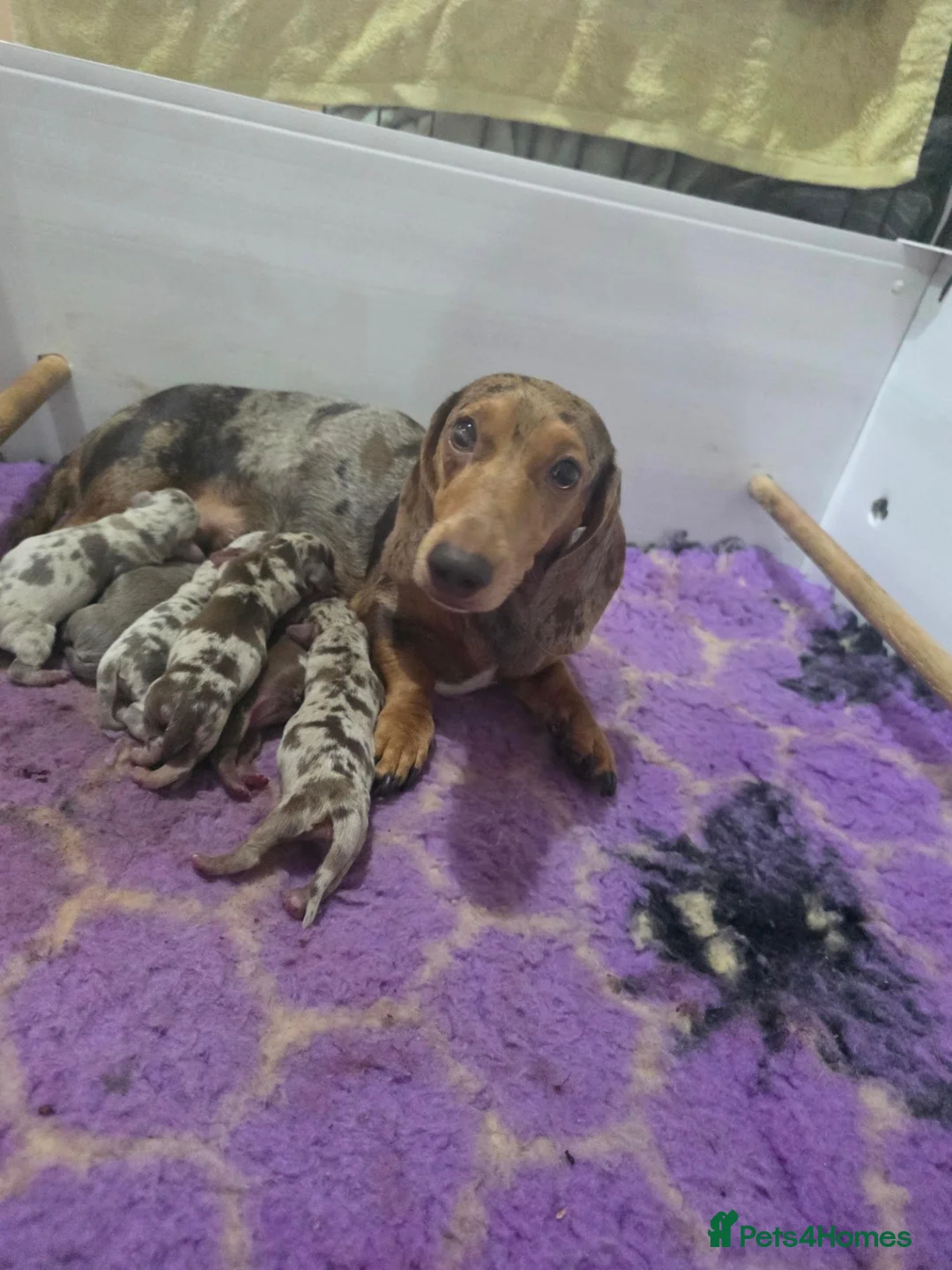 Miniature Dachshund dogs for sale: 🤍miniture dachshund puppys🤍 - Advert 1