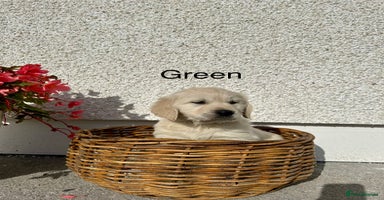 Golden Retriever dogs - Advert 16