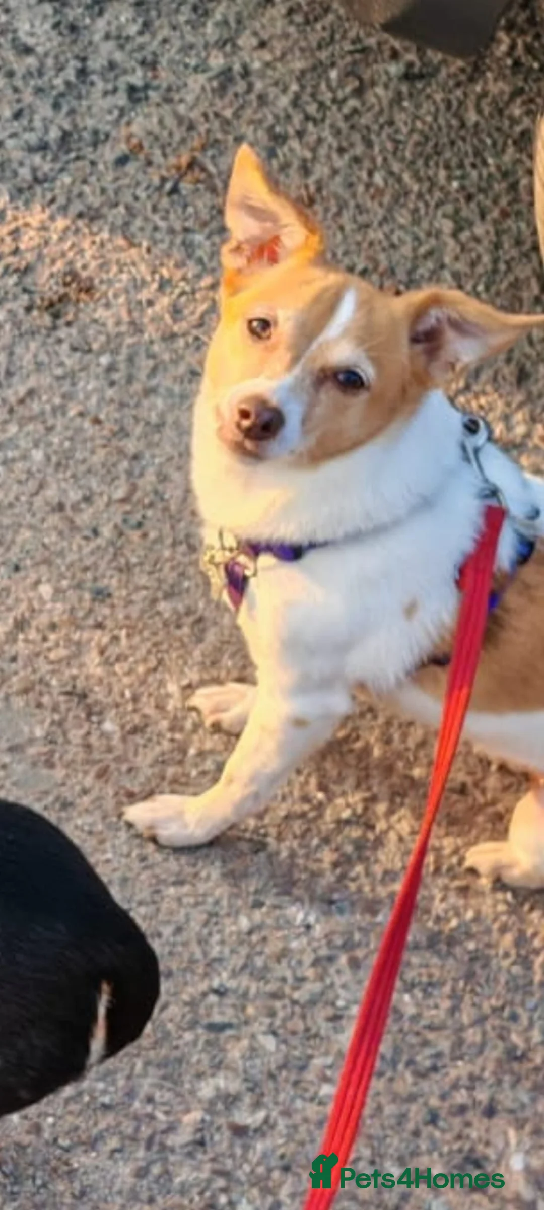 Mixed Breed dogs for adoption: URGENT FOSTER NEEDED: ❤️POPPY❤️Small 7 yo girl in Paignton - Advert 7