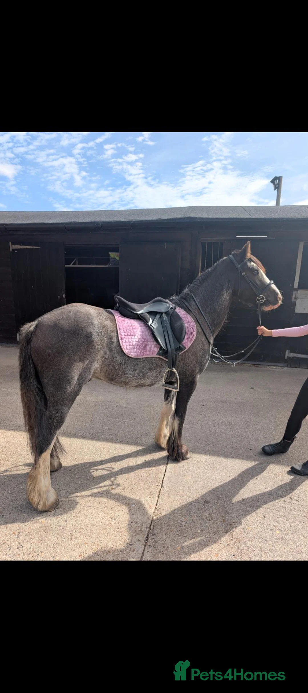 Welsh Section C horses for sale: Blagdon Welsh cob 14jh - Advert 1