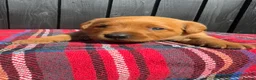 Labrador Retriever dogs for sale: 🧡 Fox Red KC working Labrador’s  in Thetford - Advert 7