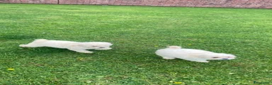 Poochon 3