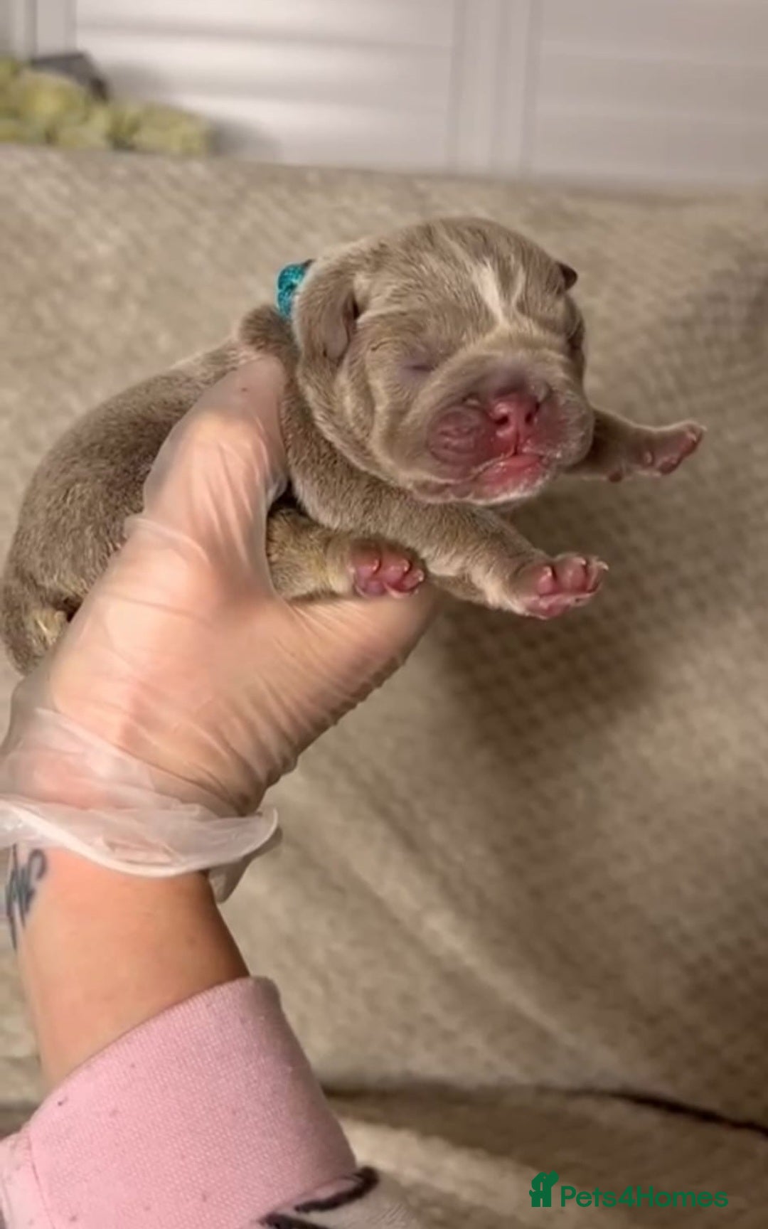 English Bulldog dogs for stud: Lowkey, Pink & Fluffy carrier Proven Stud!  - Image 14