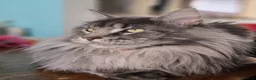 Maine Coon cats for sale: Male Maine Coon  - Advert 6